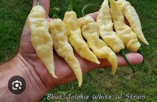 Organic white ghost for sale  Decker