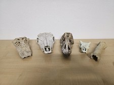 Exo terra skull gebraucht kaufen  Luhe-Wildenau