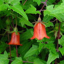 Canarina canariensis seeds for sale  GODALMING