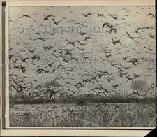 1965 press photo for sale  Memphis