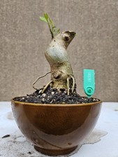 Old european ash for sale  Westminster