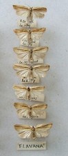 British microlepidoptera flava for sale  UK