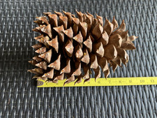 pine 375 cones for sale pine 375 cones for sale Randolph