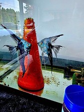 Free tank raised for sale Free tank raised for sale  Massapequa Park