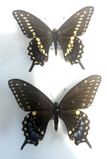 Papilionidae papilio polyxenes d'occasion  Expédié en Belgium