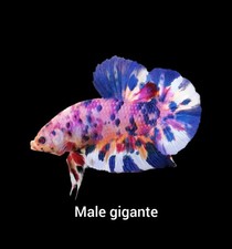 Male giant betta for sale  Bronx