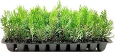 Thuja blue cone for sale Thuja blue cone for sale  USA