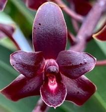 Cymbidium little black for sale  New Orleans