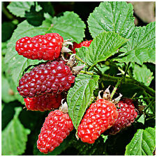 Tayberry plant rubus for sale  NEWTOWNARDS
