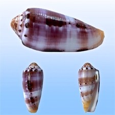 Conidae conus circumcisus usato  Roma