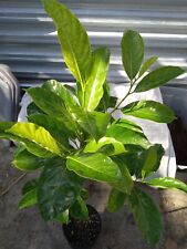 Jack fruit lemon for sale  Palm Bay