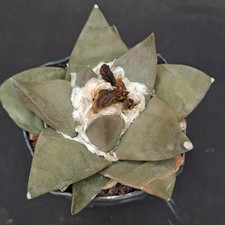 Ariocarpus retusus jarmilae usato  Casatenovo
