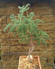 Seeds pelargonium hirtum for sale  Shipping to Ireland