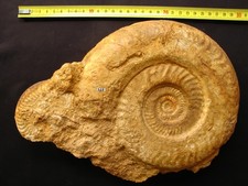 Ammonite toarcien hildoceras d'occasion  La Chapelle-Saint-Luc