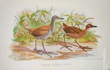 RARO CROMO, DÉCADA DE 1870, PÁSSARO INDIANO Porzana Bicolor & Fusca (Bracão de Cauda Preta) ÍNDIA comprar usado  Enviando para Brazil