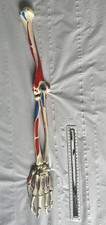Human anatomical model for sale  SEVENOAKS
