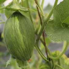 Graines melon vert d'occasion  Neuilly-sur-Marne