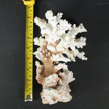 Large natural real for sale  Corvallis