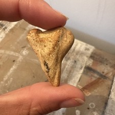 3cm fossil shark for sale  HAYLE