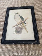 Oka framed bird for sale  LONDON