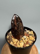 Zamioculcas zamiifolia black gebraucht kaufen  Wolfsburg
