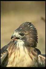 070013 red tailed for sale  UK