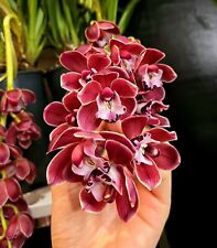 Compact cymbidium fido for sale  NOTTINGHAM