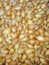 Onion sets spring for sale  BRISTOL