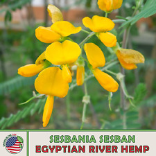 Egyptian river hemp for sale  Venice