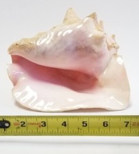 Large queen conch for sale  Torrance