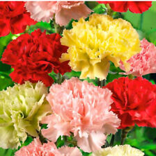 150 dianthus chabaud for sale  CHIGWELL