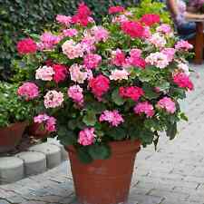 Geranium pelargonium zonale d'occasion  Luzech