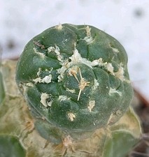 coryphantha usato  Lecce