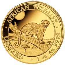 Oncia somalia leopard usato  Spedire a Italy