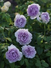 Memory blue gal for sale  Temple City