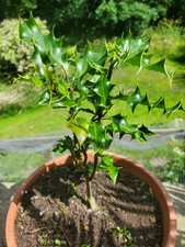 holly tree for sale holly tree for sale NEWCASTLE UPON TYNE