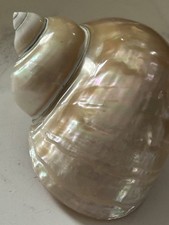 Vintage turbo marmoratus for sale  WARMINSTER