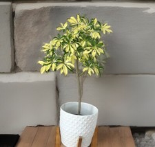 Trinette variegated schefflera d'occasion  Expédié en Belgium