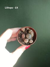 Lithops houseplants for sale  MANCHESTER