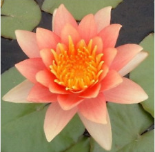 Nymphaea comanche dwarf for sale  SKEGNESS