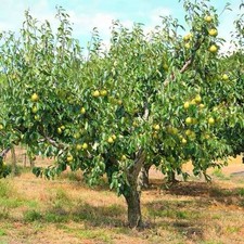 Kieffer pear tree for sale Kieffer pear tree for sale  Grantsburg