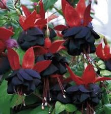 Fuchsia double large for sale  SWANLEY