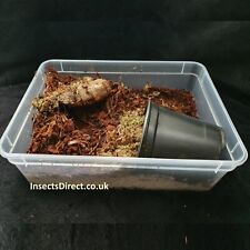 Insectsdirect giant african for sale  TONBRIDGE