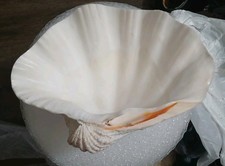 real seashells for sale real seashells for sale Costa Mesa