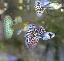 Dumbo mosaic guppy for sale  Groveland