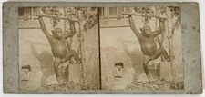 Singe empaillé taxidermie d'occasion  Paris V
