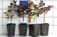 Fagus sylvatica long gebraucht kaufen  Bad Bergzabern