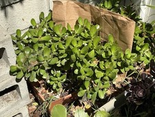 Lot jade succulent for sale  Long Beach