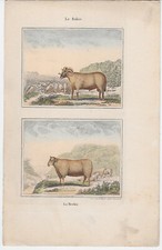 Buffon. gravure ancienne d'occasion  Lambersart