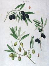 1799 top redoute usato  Urbino
